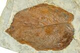 Wide Plate with Two Fossil Leaves (Two Species) - Montana #377870-1